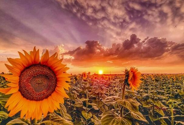 Kánikulával indul a hét