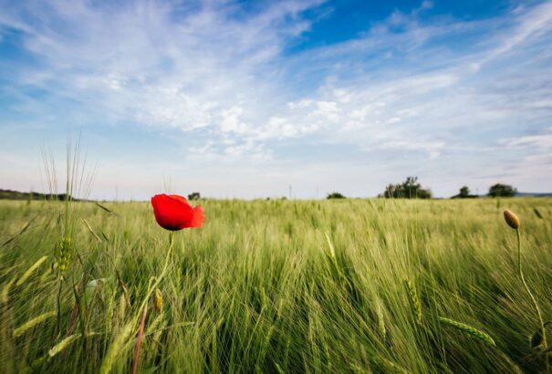 Igazi nyári idővel indul a hét, helyenként zivatarokkal