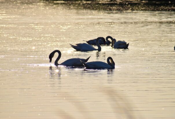 Megérkezett az előrejelzés a hétvégére: jön a trópusi hőség
