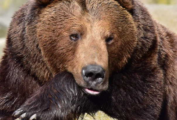 Kilőtték az emberre támadó nőstény medvét