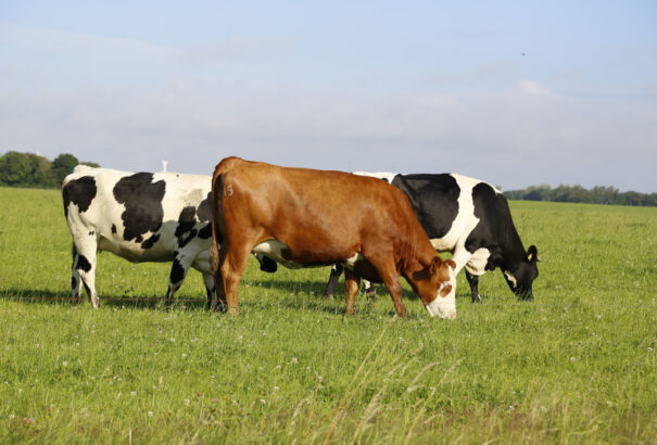 A száj- és körömfájással kapcsolatos további intézkedéseket helyeztek hatályon kívül