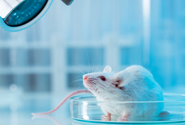 Emberi gént kaptak, másképp kezdtek cincogni az egerek