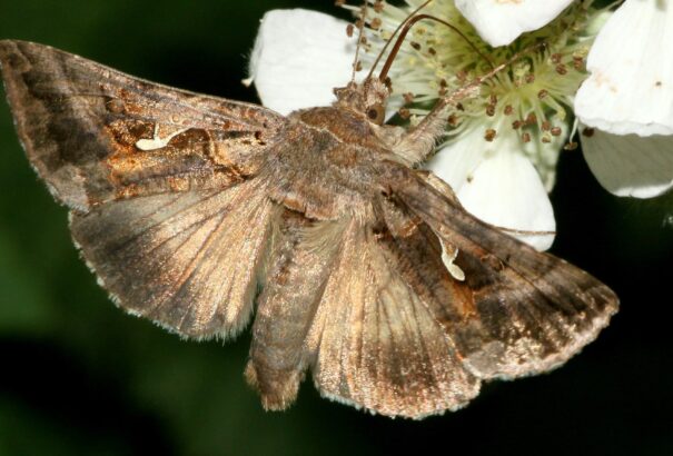 Mik ezek a szülőföldünket ellepő lepkék?