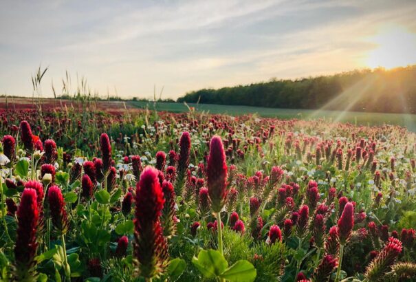 Délelőtt forróság, délután zivatarok várhatók