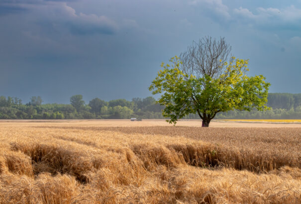 Magyar agrárminiszter: Brüsszel beverte a szöget a gazdák koporsójába