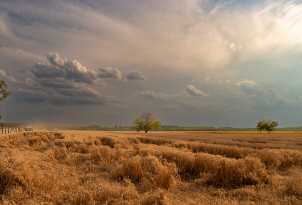 Hűvös, csapadékos péntek elé nézünk