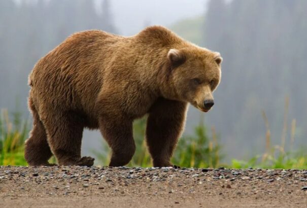 Medvét láttak az Aranyosmaróti járásban