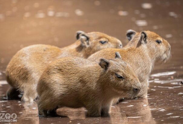 Tündéri kapibarakölykök születtek a debreceni állatkertben – Képekkel