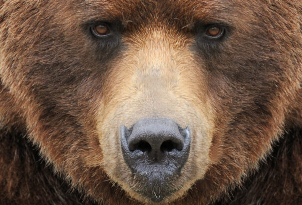 Csökkent a barna medvék száma Szlovákiában