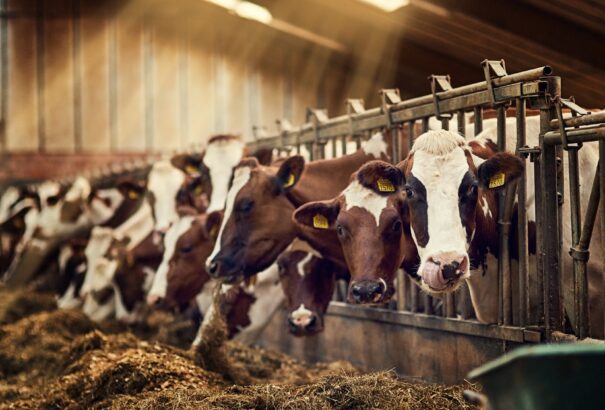 Segítség a száj- és körömfájás után: Az agrártárca 44 millió eurós pályázatot hirdetett a gazdáknak