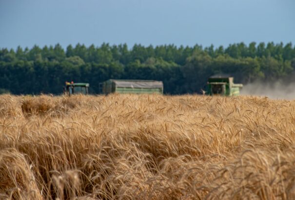 A vártnál jobb az idei termés – de nem lesz olcsóbb a kenyér