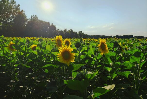 Kánikula pénteken is: extrém melegre kell számítani