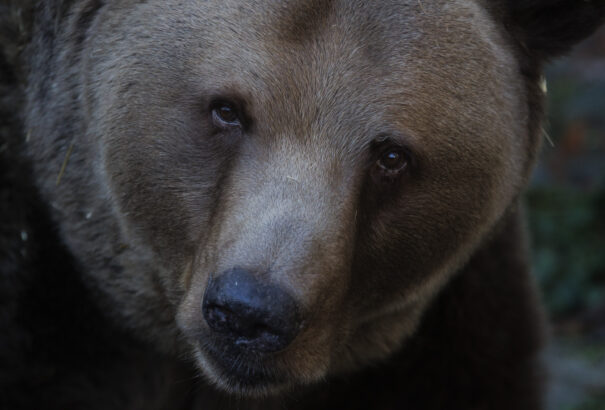 Megszámolják a barnamedvéket Szlovákiában