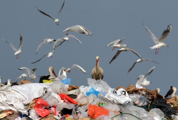 „Kóbor” gólyák lepték el a szeméttelepet Homonna és Igló környékén