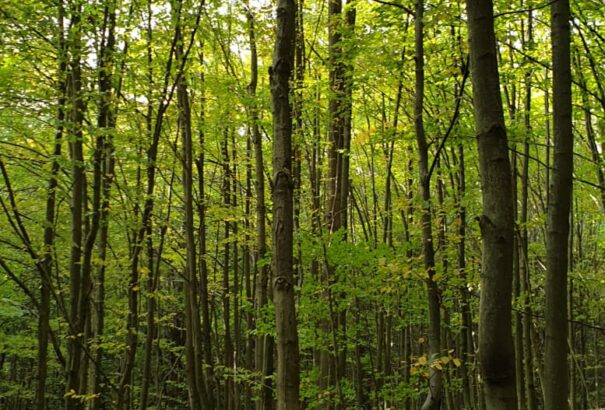 Kutatók: A faültetés nem oldja meg a klímaváltozást