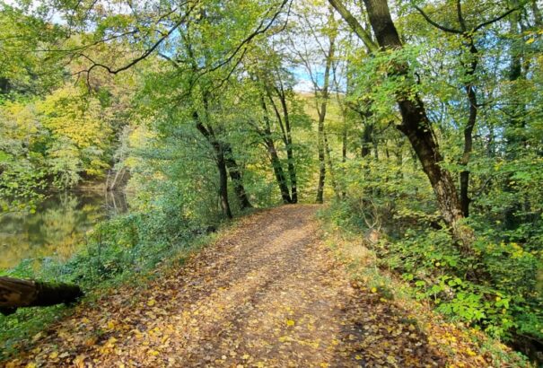 Súlyos hatással van a szárazság az erdőkre