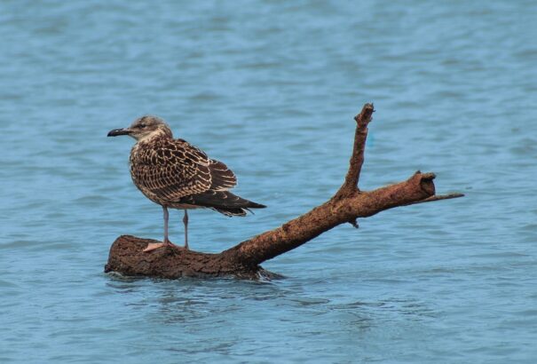 Ritka madárfajt figyelhetünk meg mostanában