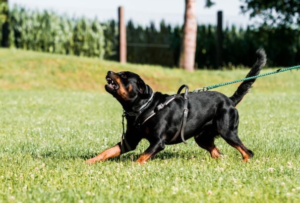 Tragédia: Rottweiler támadt egy fiúra, aki a helyszínen meghalt