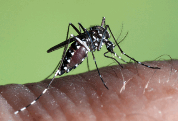 Tigrisszúnyog-invázió Pozsonyban. Veszélyes vírusok hordozója támad a nyár folyamán