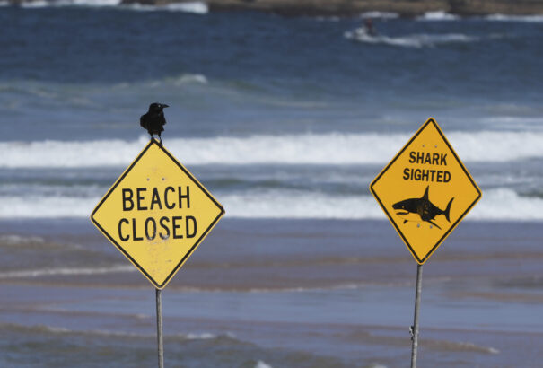 Halálos cápatámadás ért egy 57 éves szörföst Sydney egyik népszerű strandján