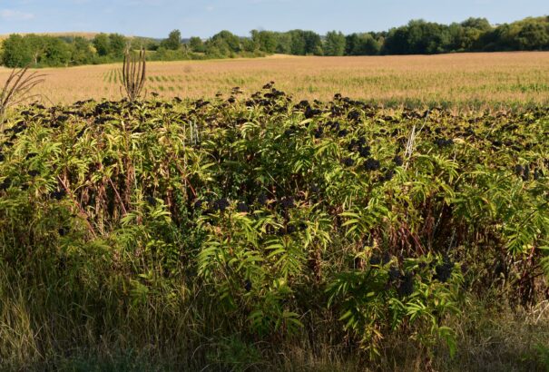 Mede Géza – A bodza és a borzag csodái (Így készíts belőle pálinkát)