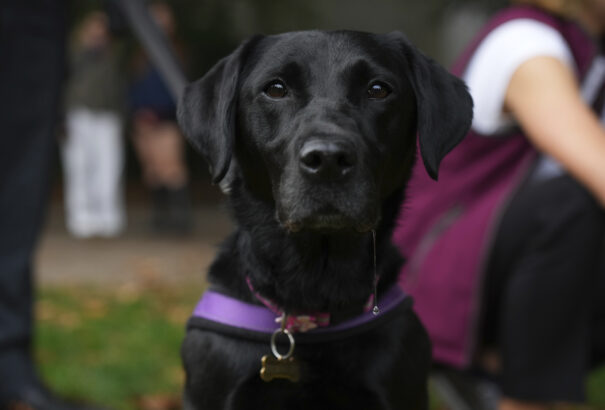 Kiderült: a kutyák is képesek olyasmire, amit eddig csak az emberről hittünk
