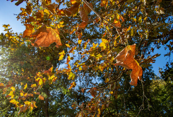 Hétfő este beköszönt a csillagászati ősz