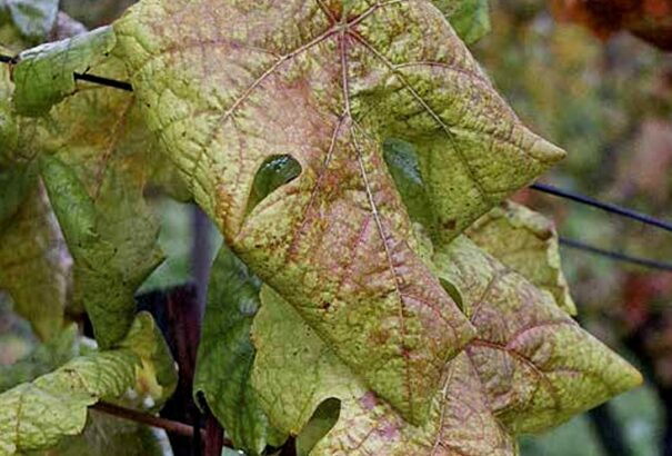 Hat járásban észlelték a szőlő aranysárgulását