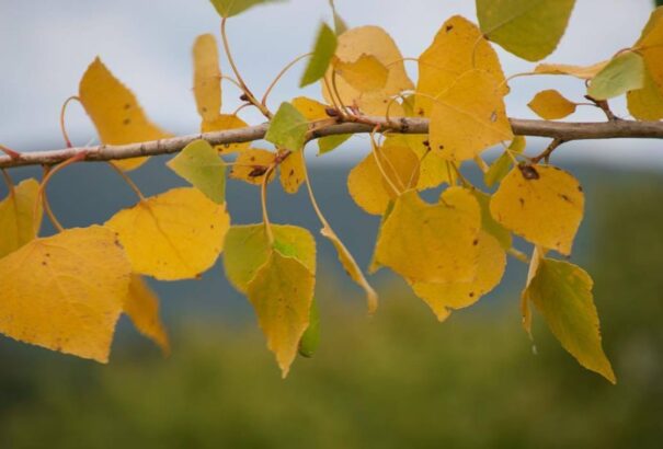 Hűvös, szeles idővel veszi kezdetét a hét