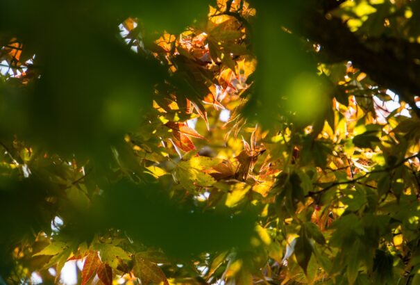 Hamarosan visszatér a napsütés, kellemes őszi időben lesz részünk a hétvégén