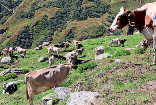 Tragédia Ausztriában: tehéncsorda tiport halálra egy turistát az Alpokban