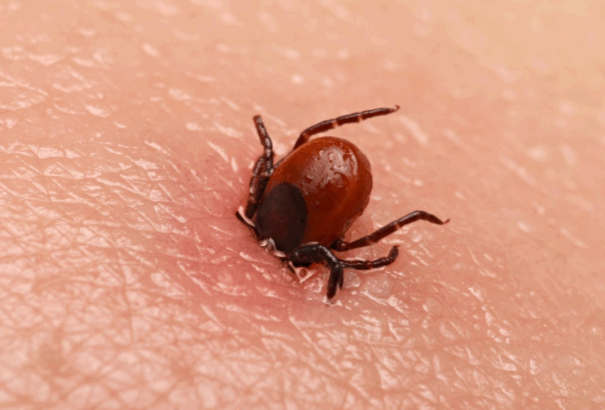 Kullancsveszély ősszel is: ezekre figyeljünk őszi sétáink során