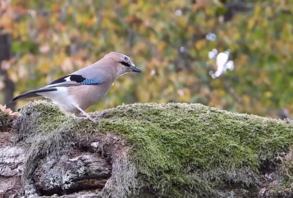 Szajkókkal újítják fel Magyarország erdőit