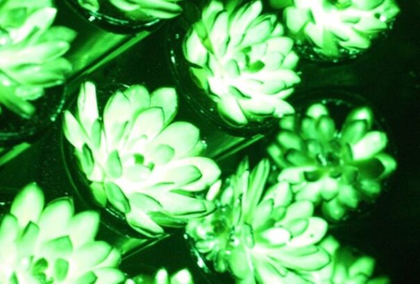 Lehet, hogy egyszer növényekkel fogunk világítani