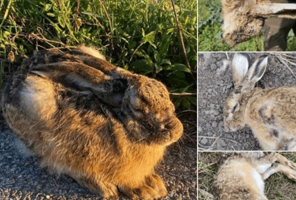 Pusztít a myxomatózis Nyugat-Szlovákiában, veszélyben a mezei nyulak