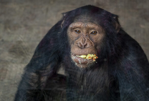 Fejlettebben gondolkodhatnak a csimpánzok, mint a konteóhívők