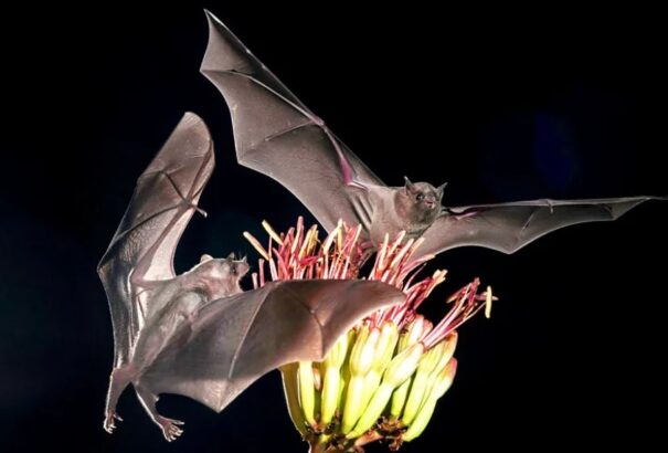 Denevérek nélkül nem lenne tequila – közösségek ezrei ültetnek agávét Mexikóban