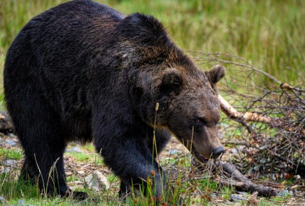 Valaki szándékosan engedi szabadon a medvéket Csehországban