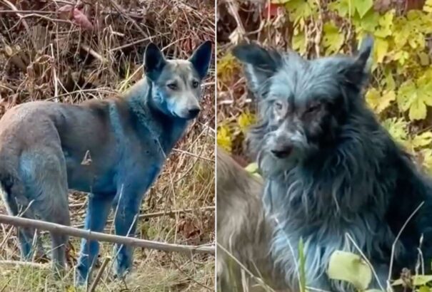 Különös, kék szőrű kutyák bukkantak fel Csernobil környékén