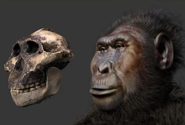 Ősi rokonunk, aki képes volt az eszközhasználatra – új fényben a Paranthropus boisei