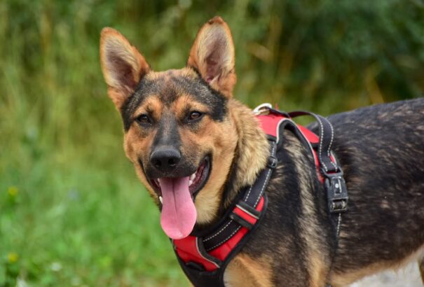 Egy év felfüggesztettet kapott a kutyaverő szatír