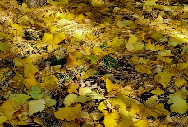Borult, enyhe idővel zárul a hét