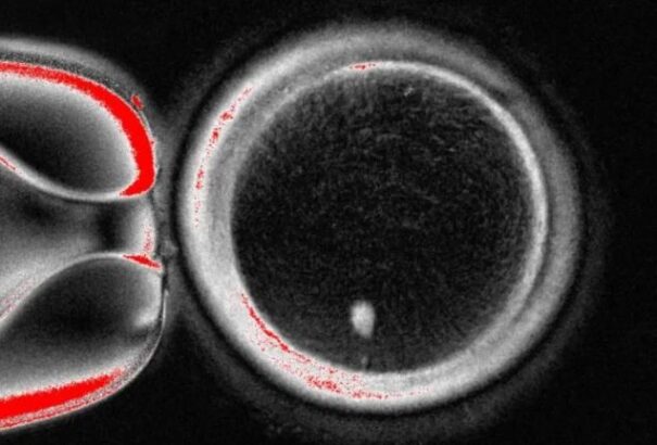 A tudósok először hoztak létre embriókat emberi bőr DNS-ből