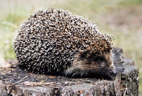 Sok mindent rosszul tudunk a sünökről