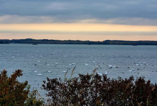 Ne etesd a vízimadarakat – jót akarsz, de ártasz!