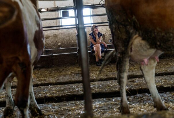 Akasztják a hóhért: Az USA-EU paktum miatt kivérezhetnek az ukrán tejtermelők