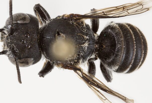 Fényhozó vagy ördögi méh? Új, szarvakkal díszített rovarfajt fedeztek fel Ausztráliában