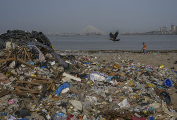 A csodagomba, ami felfalhatja a műanyagot: amazóniai felfedezés adhat reményt a bolygónak